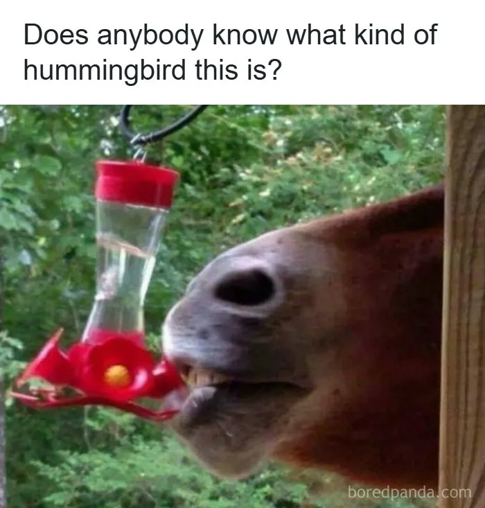 Wholesome memes featuring a horse drinking from a hummingbird feeder.