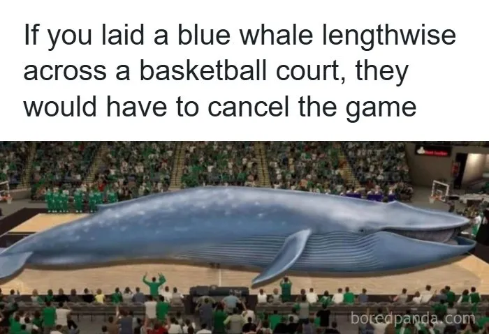 Absurd internet post depicting a giant blue whale laying across a crowded basketball court during a game.