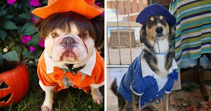 Two dogs dressed in colorful suits as hilarious pet Halloween costumes.