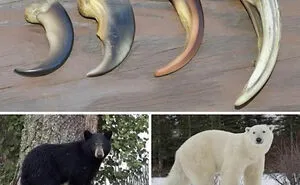 55 Cool Things About The World That Might Teach You Something New