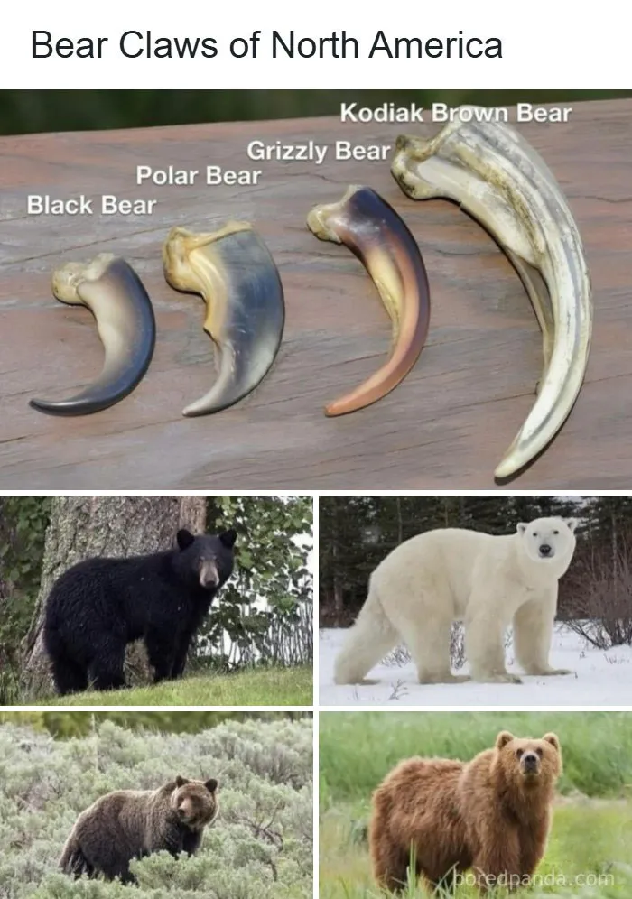 North American Bear Claws Are Specialized Evolutionary Tools Shaped By Each Species’ Habitat. Black Bears Have Short, Sharply Curved Claws Perfect For Climbing Trees. Grizzly Bears Feature Long, Straighter Claws That Act Like Heavy-Duty Shovels For Digging Roots. Massive Kodiak Claws Aid In Heavy Foraging, While Broad, Curved Polar Bear Claws Function Like Ice Cleats For Traction On Slick Terrain. Like This Content? Follow Us @fact.thesis For More