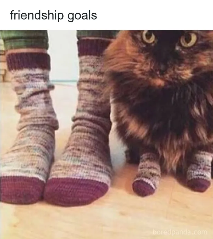 Cat and person wearing matching socks friendship goals meme