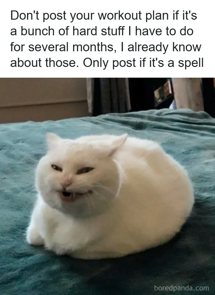 Spot-on memes of a white cat making a funny squinting face on a bed.