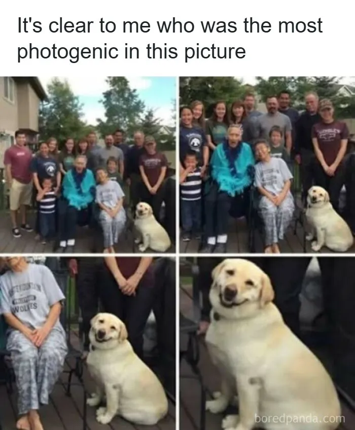 Funny pics of a smiling yellow lab dog posing in a family portrait.