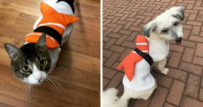 A cat and a dog both dressed up as sushi pieces for a pet Halloween costume.