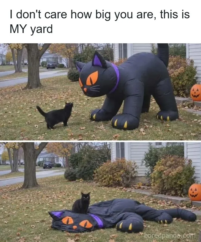 A real black cat standing next to a deflated inflatable black cat halloween decoration in memes to friends.