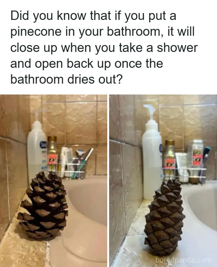Side-by-side view of a pinecone open and closed in a bathroom, showing interesting facts about nature.