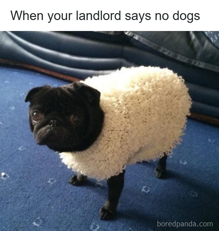 A black pug dressed up in a fluffy sheep sweater for wholesome memes.