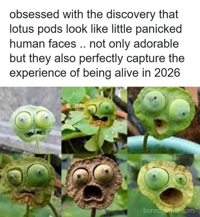 Collection of lotus pods resembling panicked human faces, shared as interesting photos.