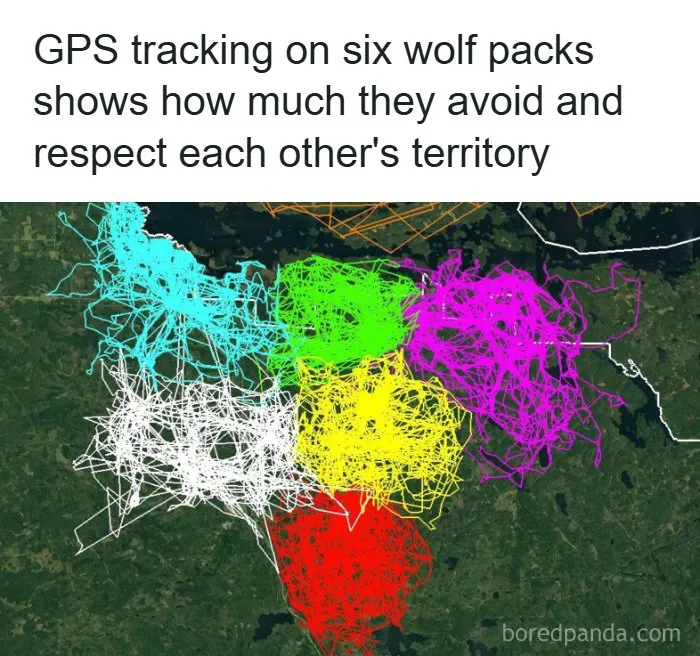 Interesting facts about the world displayed via a GPS map of six wolf packs and their territories.