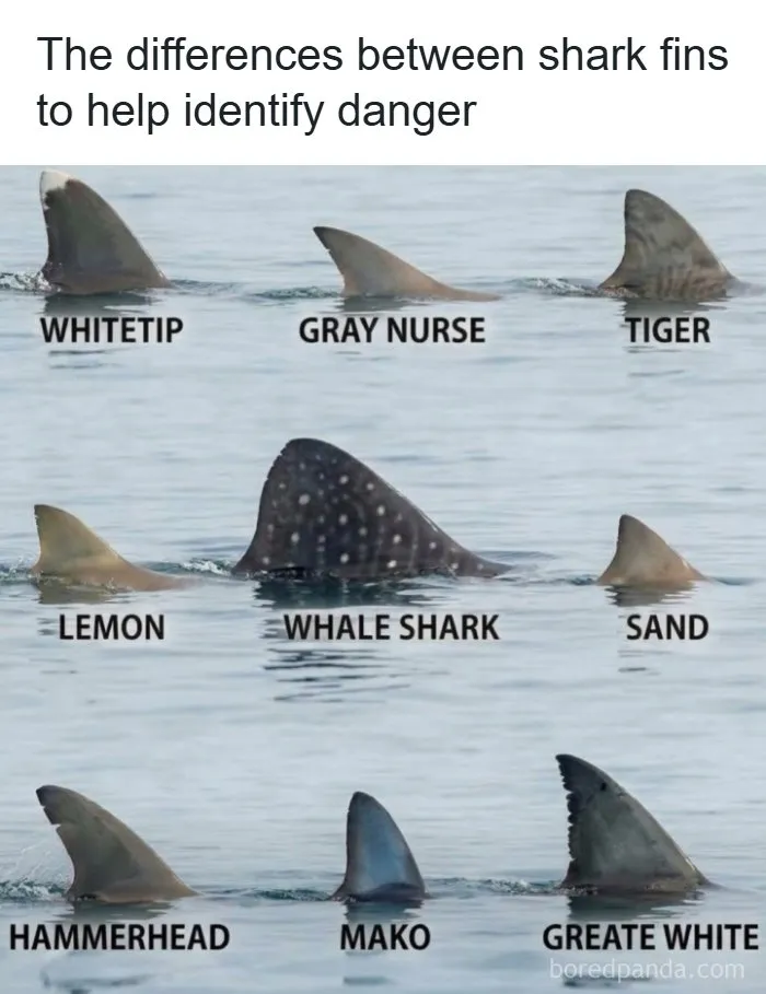 Guide chart illustrating various types of shark fins above water, featured in interesting posts about the world.