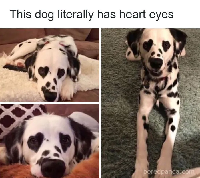 Wholesome memes showing a Dalmatian dog with natural heart-shaped eye patches.