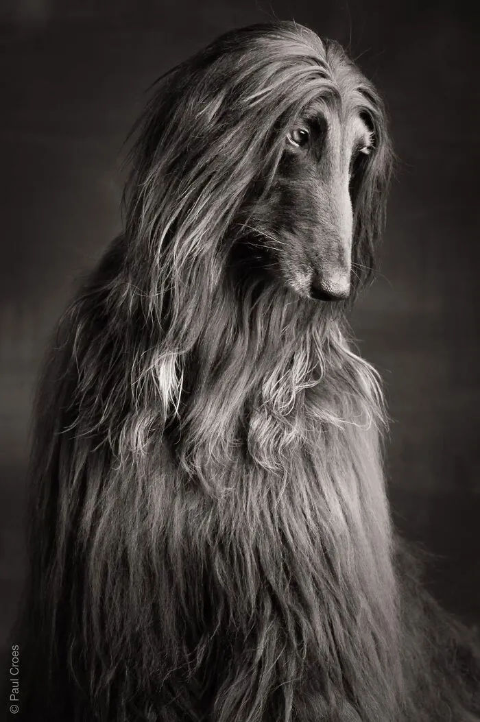 Monochrome studio portrait of a long-haired Afghan Hound posing calmly where the dog is the boss