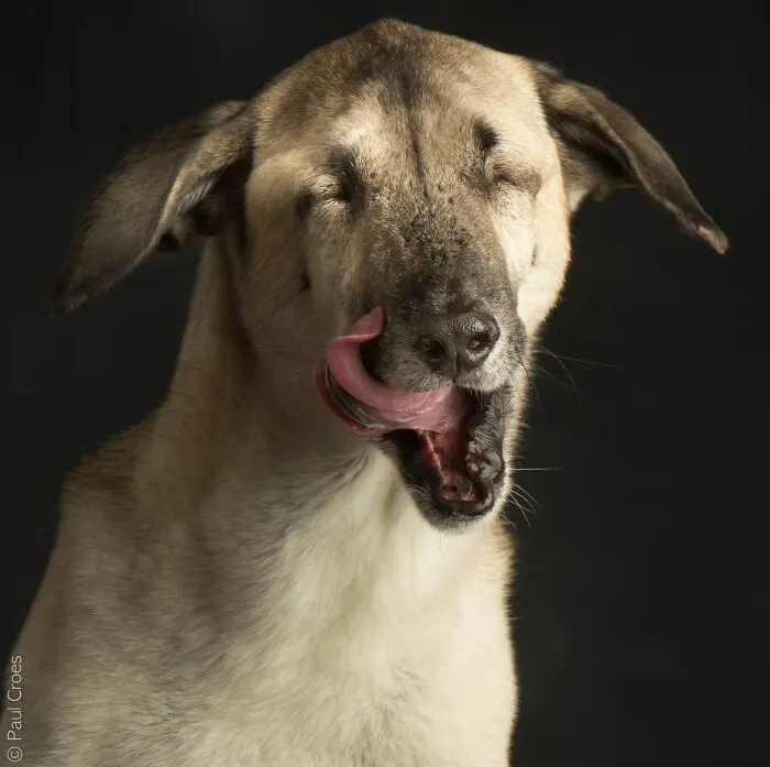 Dog licking its nose during a portrait session in a photography studio