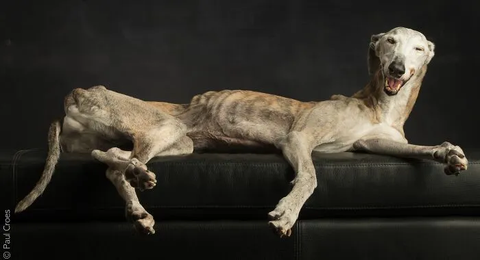 A brindle greyhound relaxing comfortably on a couch during a pup studio photoshoot.