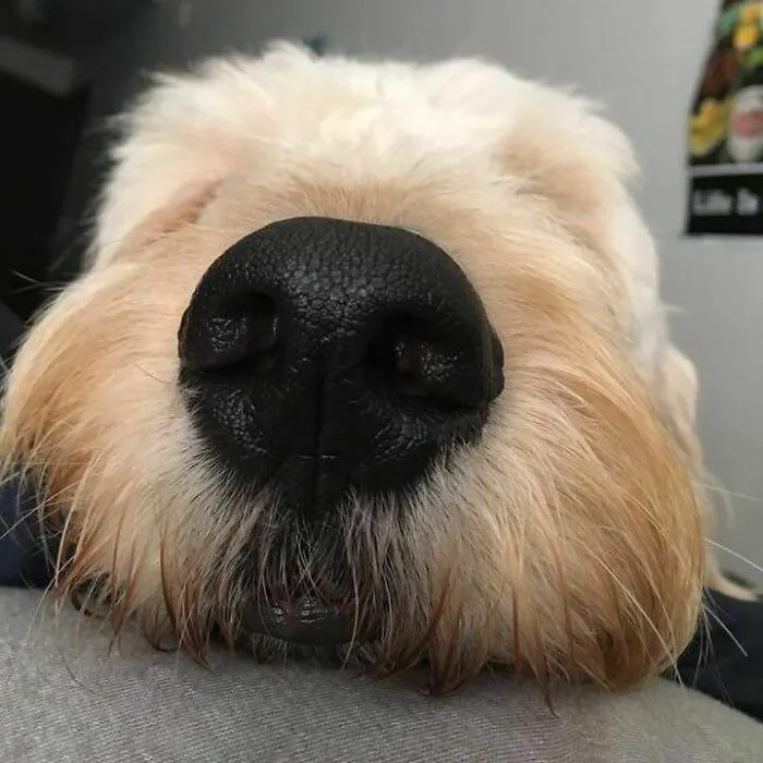 Close up view of an adorable sleeping puppy nose sleeping peacefully
