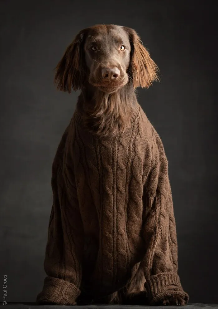 A brown long-haired dog posing in a studio while wearing a cozy brown knit sweater.