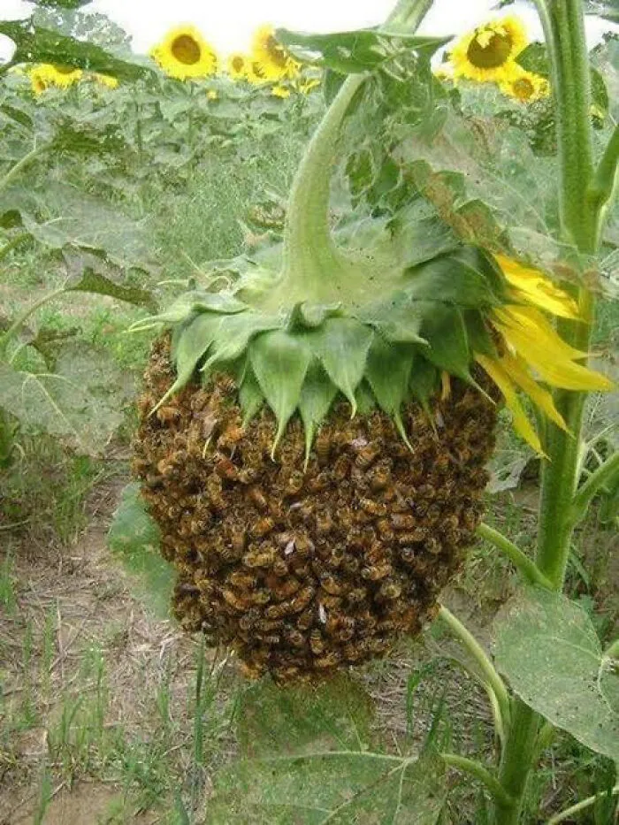 An interesting picture of a sunflower that has a massive swarm of bees covering its center seed section.