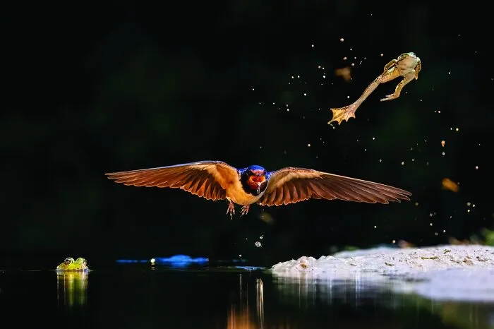 Wildlife photo capturing a bird in flight and a frog jumping near water