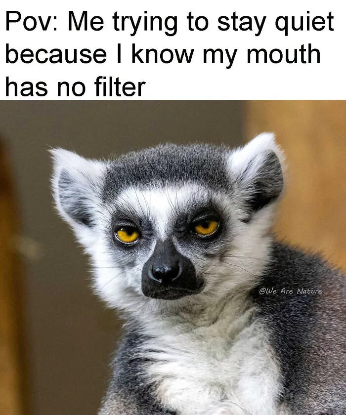 A lemur staring with a skeptical expression in cute animal memes.