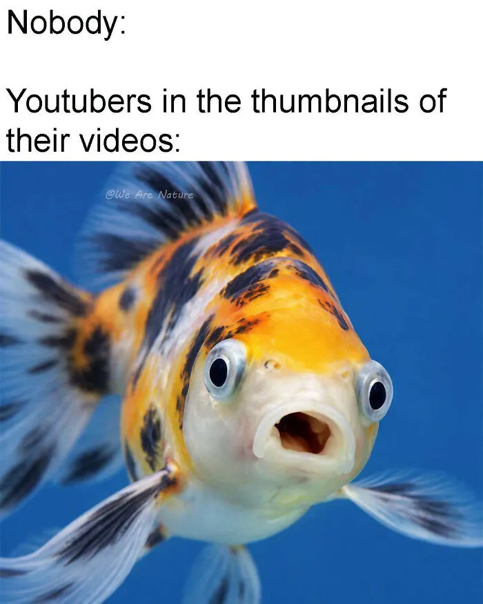 A orange and black fish with its mouth wide open in amusing animal memes.