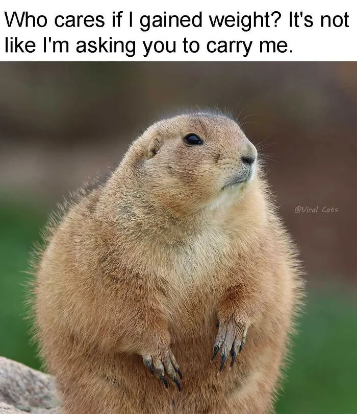 A chubby prairie dog standing proudly in a relatable animal meme about gaining weight.