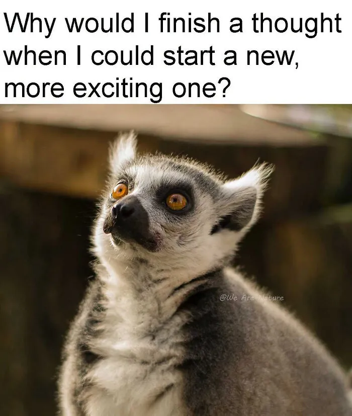 Incredibly relatable animal memes present a wide-eyed lemur looking up in deep distraction.