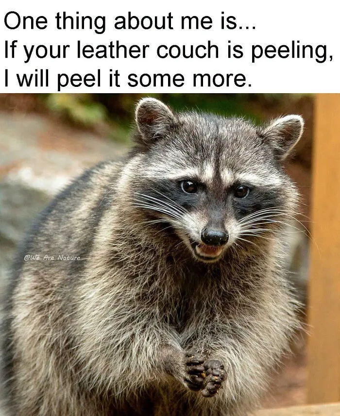 Amusing animal memes show a mischievous raccoon rubbing its paws together with a sneaky grin.