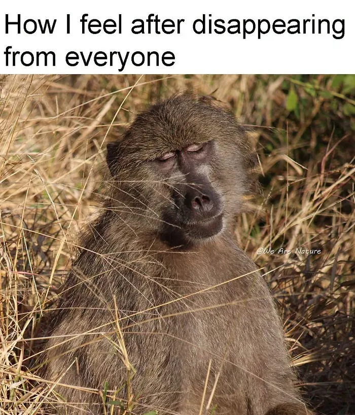 Relatable animal memes present a baboon with closed eyes resting in dry grass.