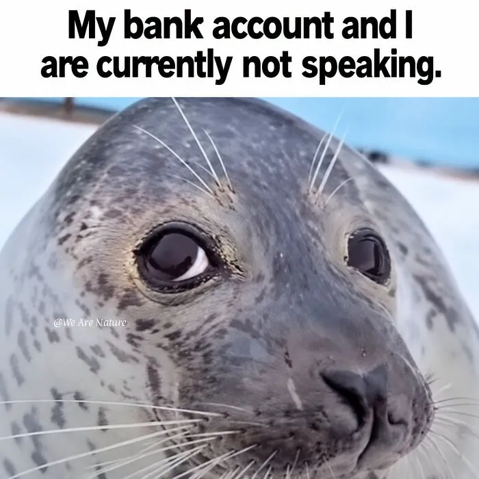 Relatable animal memes highlight a seal looking sideways with funny text about bank accounts.