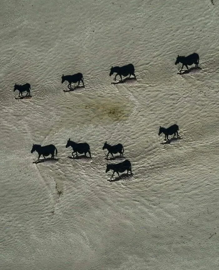 Aerial view of zebras creating long black shadows on sand, photos that make your eyes play tricks on you.