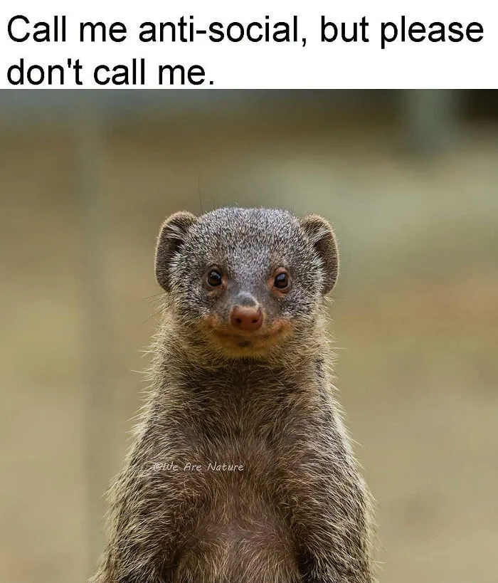 Cute relatable animal memes displaying a mongoose staring directly ahead with a funny caption