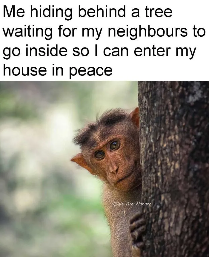 Small monkey peeking from behind a tree trunk in a relatable animal meme about hiding from neighbors.
