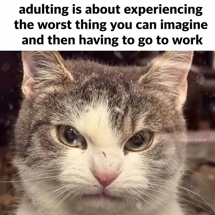 Annoyed tabby cat staring intensely, representing relatable animal memes