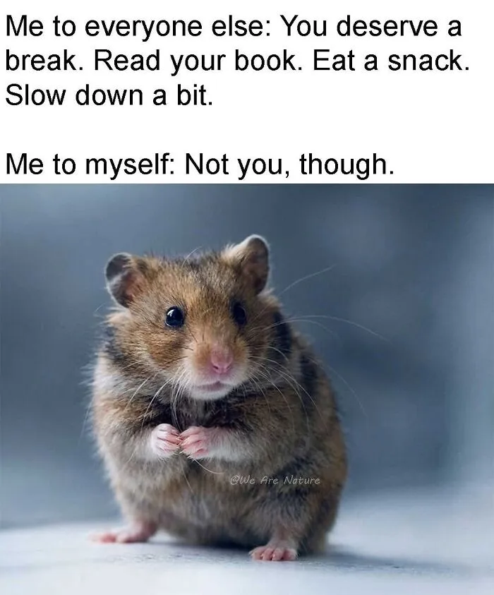 Cute tiny hamster standing nervously as one of many relatable animal memes