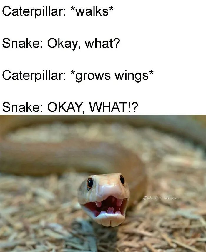 Relatable animal memes feature a surprised snake with mouth open, illustrating caterpillar conversation text