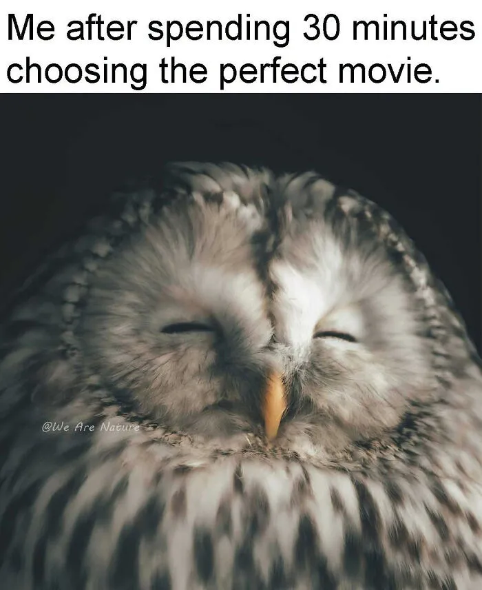 Relatable animal memes feature an owl sleeping after taking forever to choose a movie.