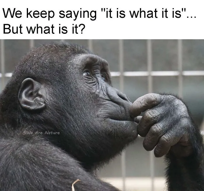 Amusing animal memes present a gorilla posing thoughtfully in deep contemplation.