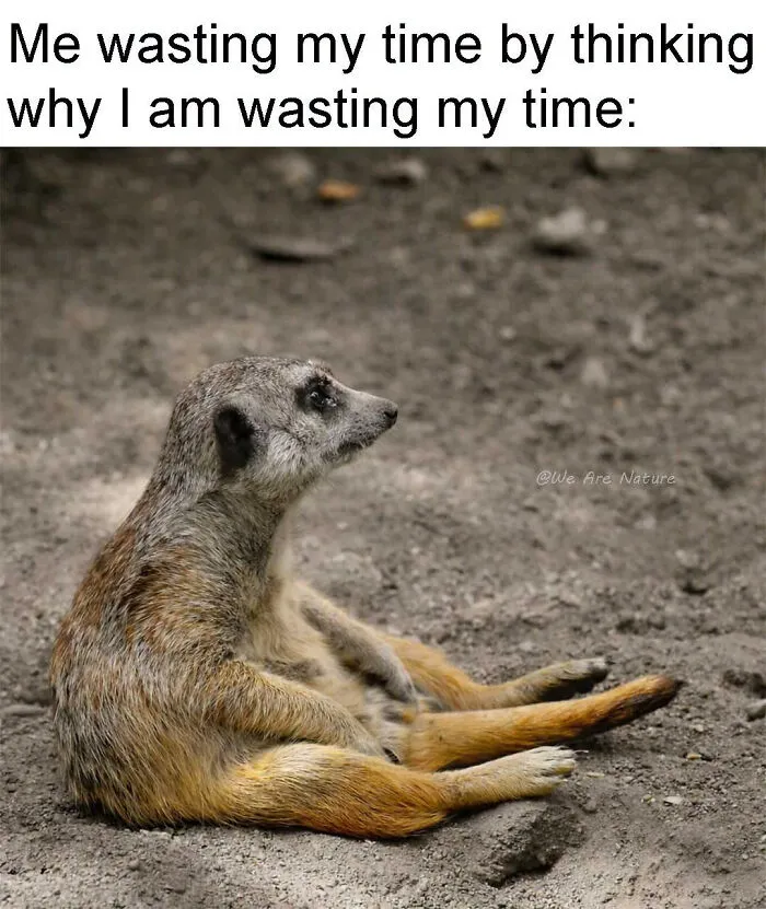 Cute animal memes show a meerkat sitting awkwardly and contemplating its life choices.