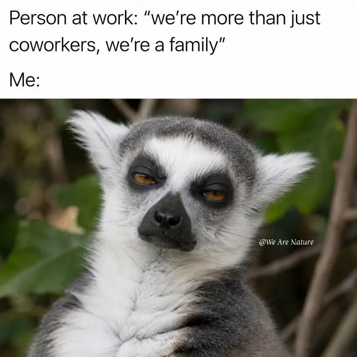 A skeptical lemur giving a side-eye expression in a relatable animal meme