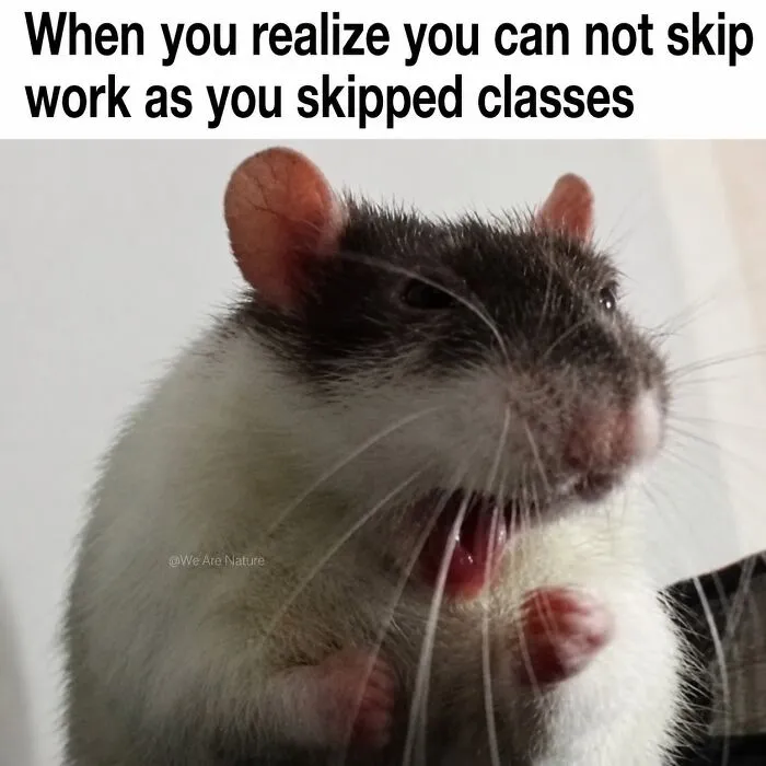 Cute animal memes featuring a yawning pet rat