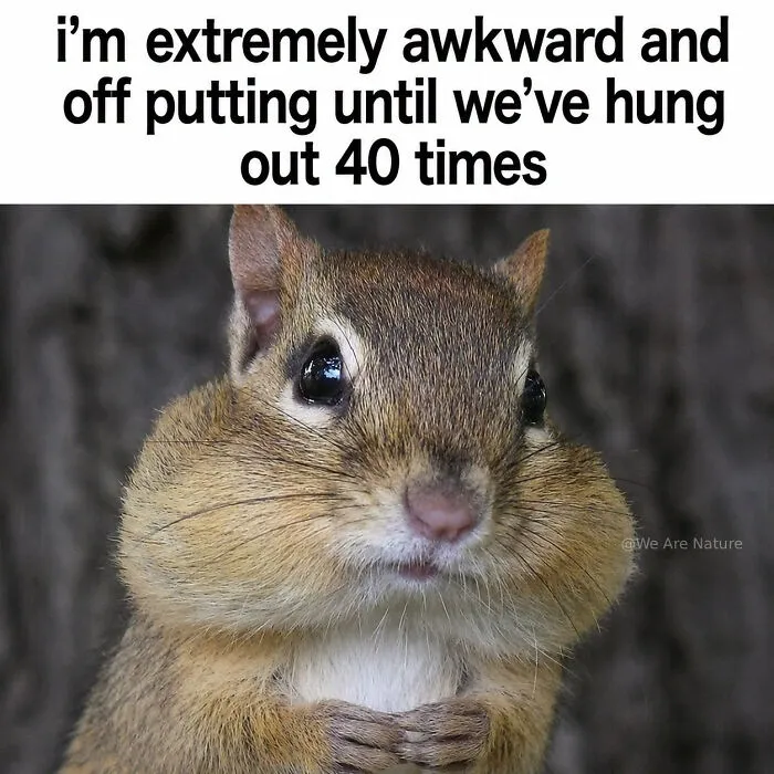 Amusing animal memes featuring a chipmunk with stuffed cheeks looking directly at the camera.