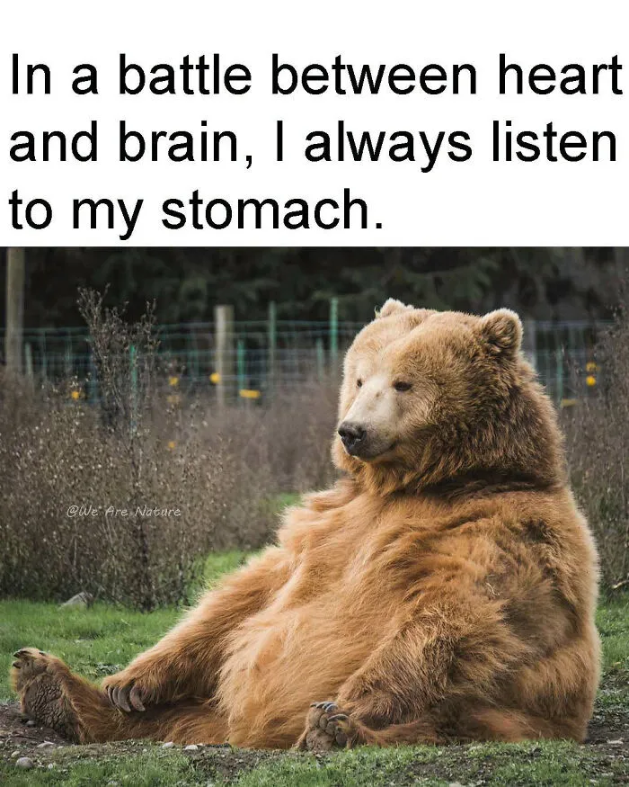 Cute animal memes show a large brown bear sitting peacefully on grass like a human.
