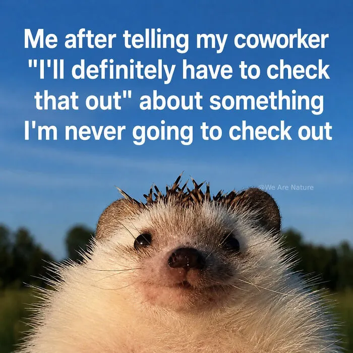 Cute animal memes feature a close-up of a hedgehog smiling against a blue sky.