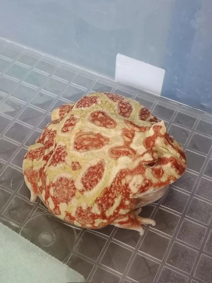 Optical illusion photo of a round, red and yellow patterned pacman frog on grey tiles.