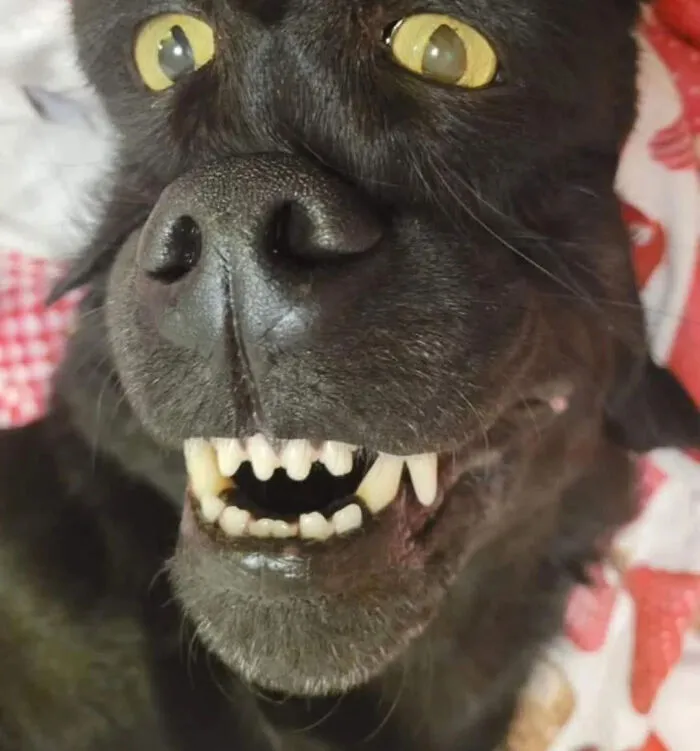 An optical illusion showing a close-up of a black dog grinning upside down, appearing like a strange creature.