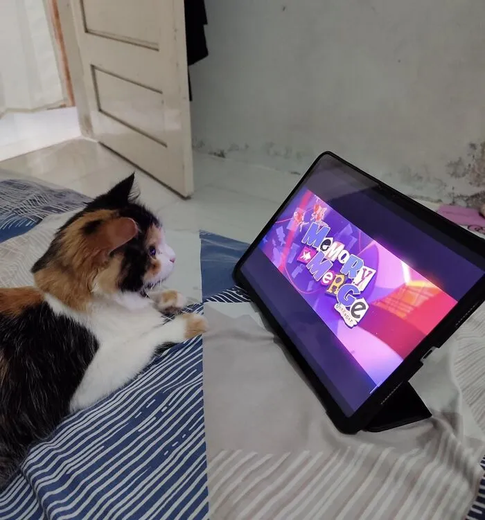 Optical illusion photo showing a calico cat focused intently on a colorful tablet screen.