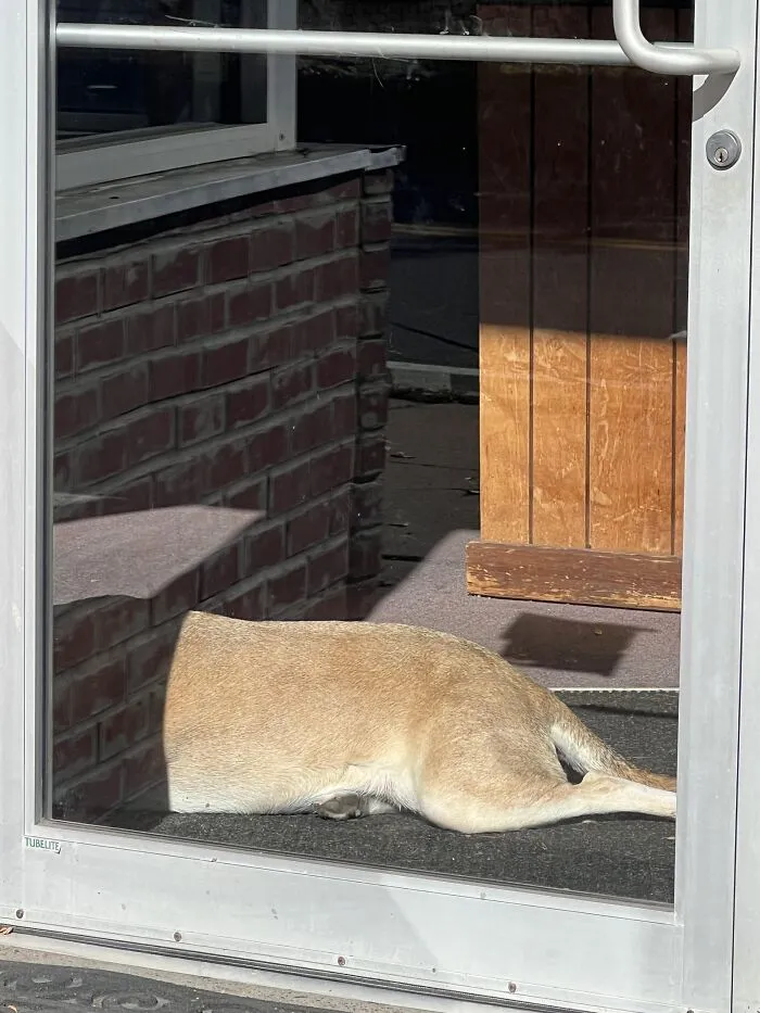 Optical illusion photo of a dog that seems to be missing its top half