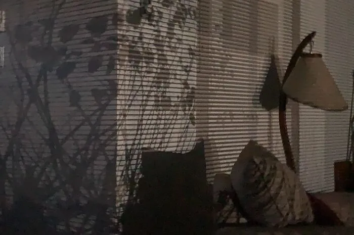 Plant shadows cast on window blinds creating a confusing visual trick on your eyes inside a room.