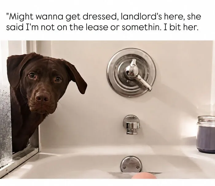 A funny dog peeking into a bathtub, perfect for fans of edgy memes about pets